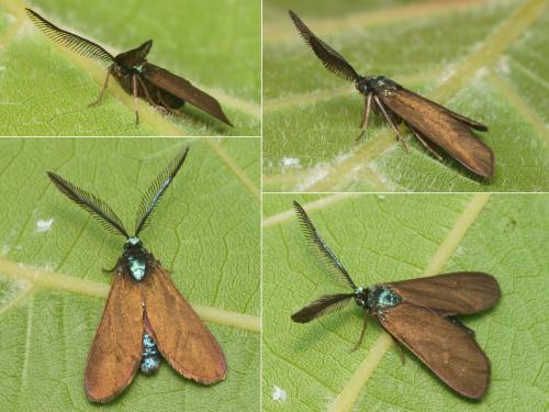 Theresimima ampellophaga